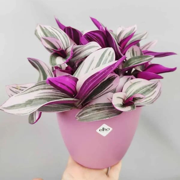 Tradescantia “Nanouk”