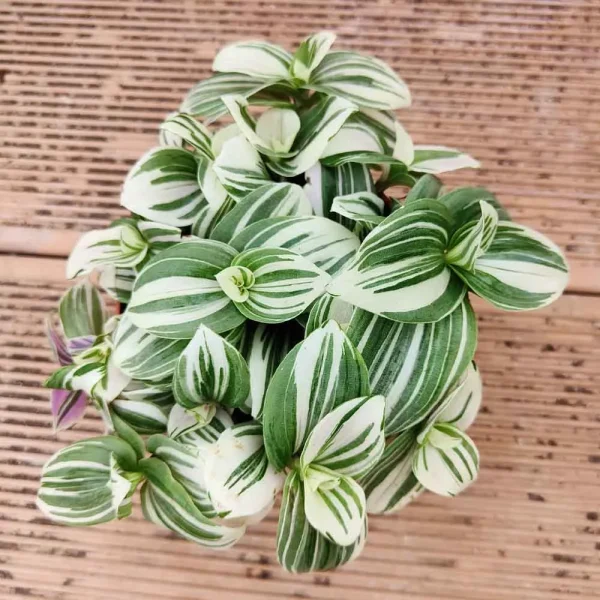 Tradescantia fluminensis ‘Albovittata’ (Tradescantia Brightness)