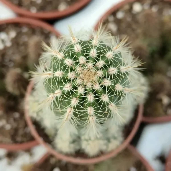 Trichocereus hybrid bianco - immagine 3