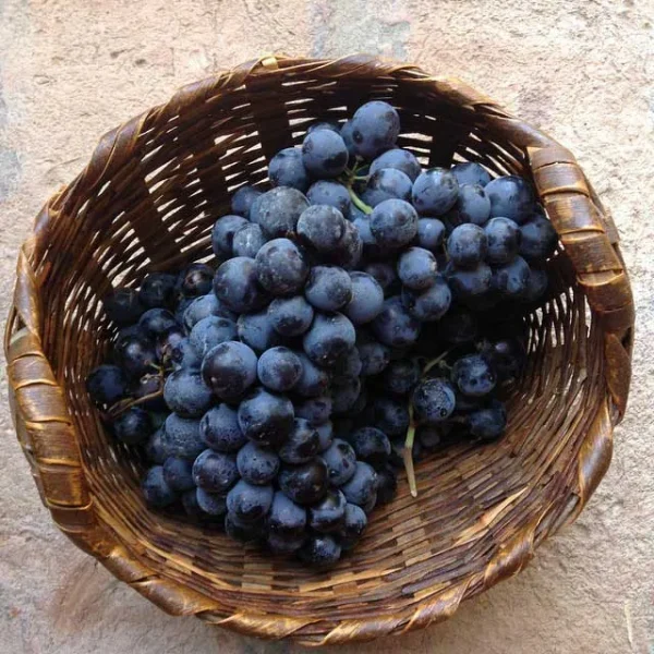 Uva fragola GM