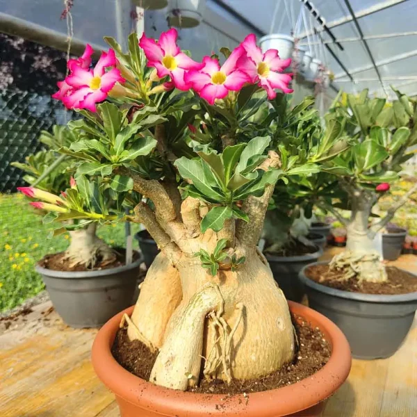 Adenium obesum (esemplare)