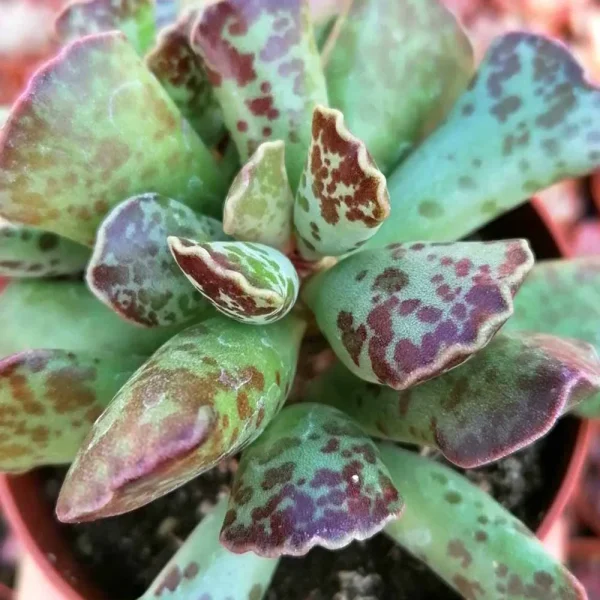 Adromischus cooperi