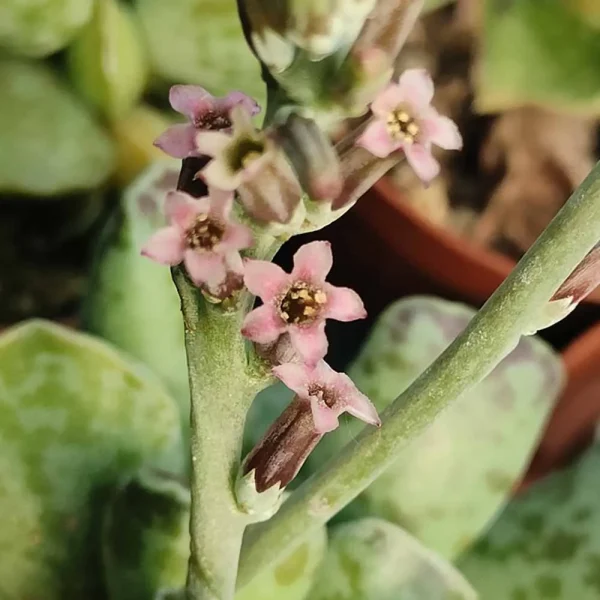 Adromischus cooperi - immagine 2