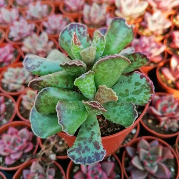 Adromischus cooperi - immagine 3