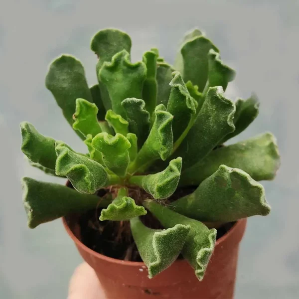 Adromischus cristatus - immagine 2