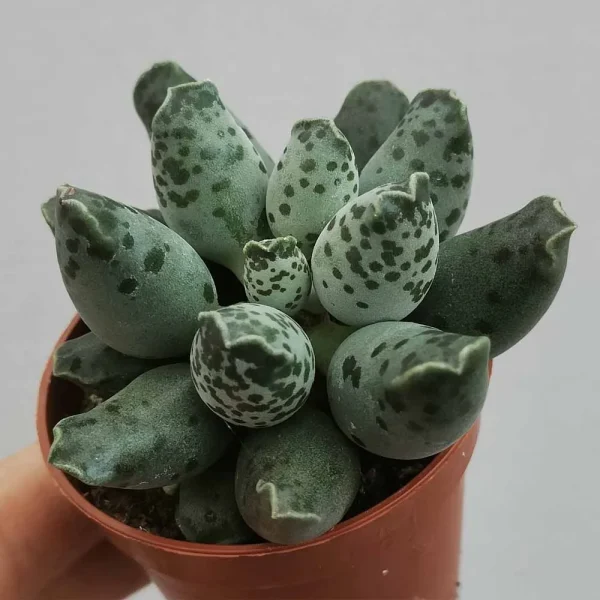 Adromischus festivus - immagine 2