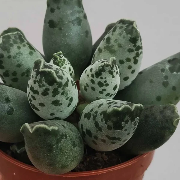 Adromischus festivus - immagine 3