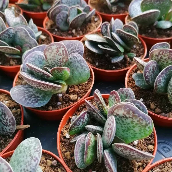 Adromischus rupicola - immagine 3