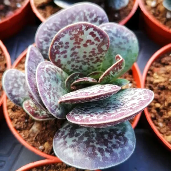 Adromischus rupicola - immagine 2