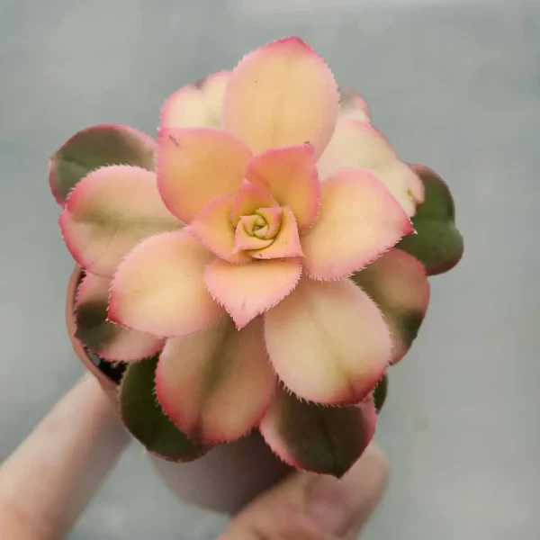 Aeonium kiwi