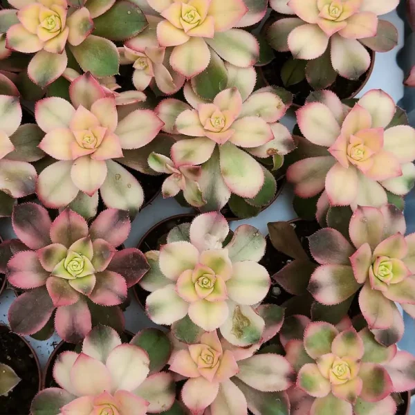Aeonium kiwi - immagine 2