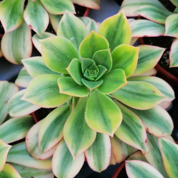 Aeonium arboreum luteovariegatum - immagine 2