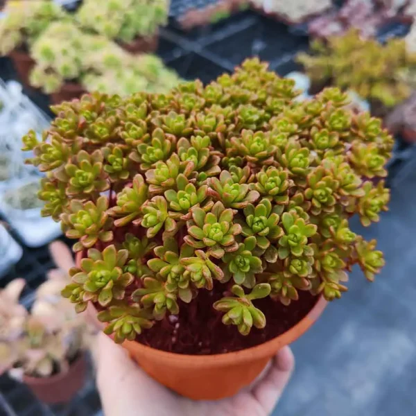 Aeonium sedifolium - immagine 2