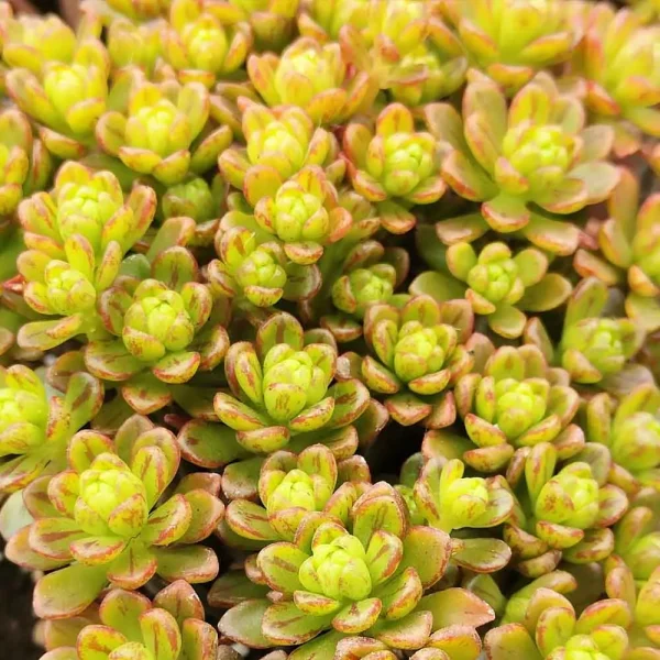 Aeonium sedifolium