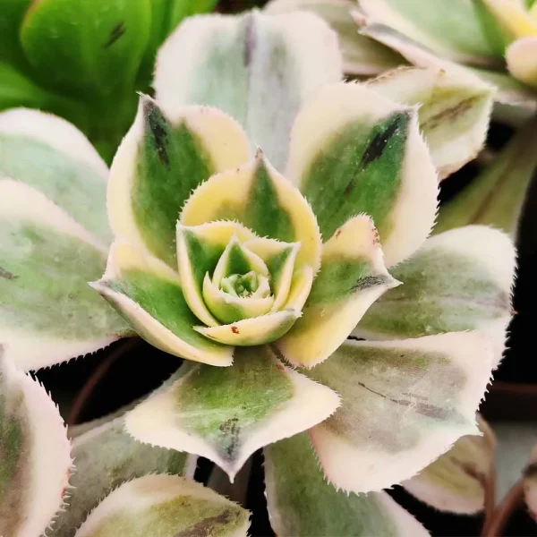 Aeonium ‘Sunburst’ - immagine 2