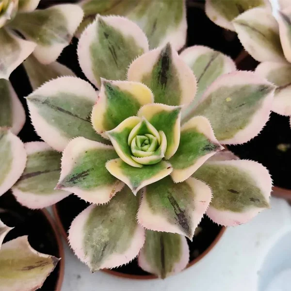 Aeonium ‘Sunburst’