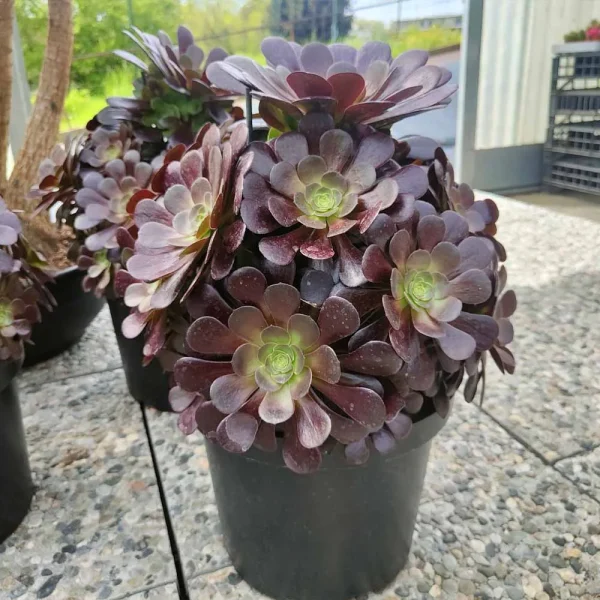 Aeonium arboreum ‘Velour’