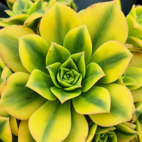 Aeonium arboreum luteovariegatum