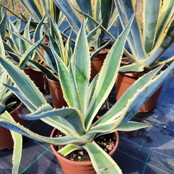 Agave americana variegata