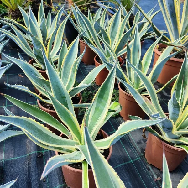 Agave americana variegata - immagine 2