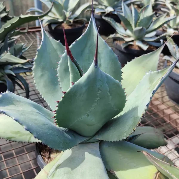 Agave applanata