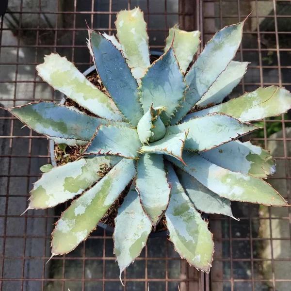 Agave guadalajarana - immagine 2