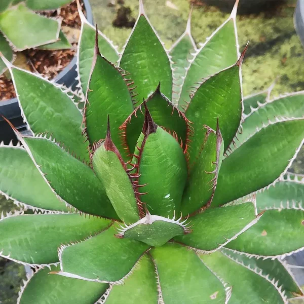 Agave kerchovei - immagine 2