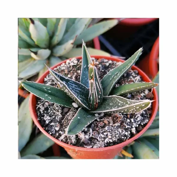Agave pintilla