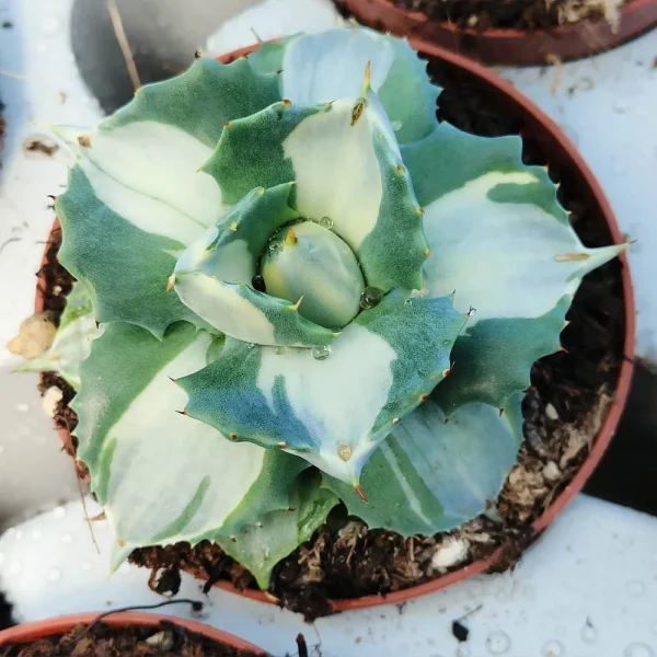 Agave shoji raijin variegata - immagine 2