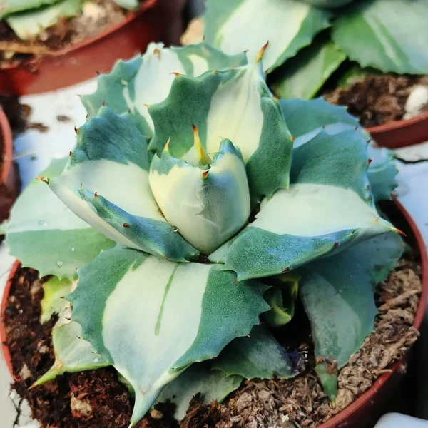 Agave shoji raijin variegata