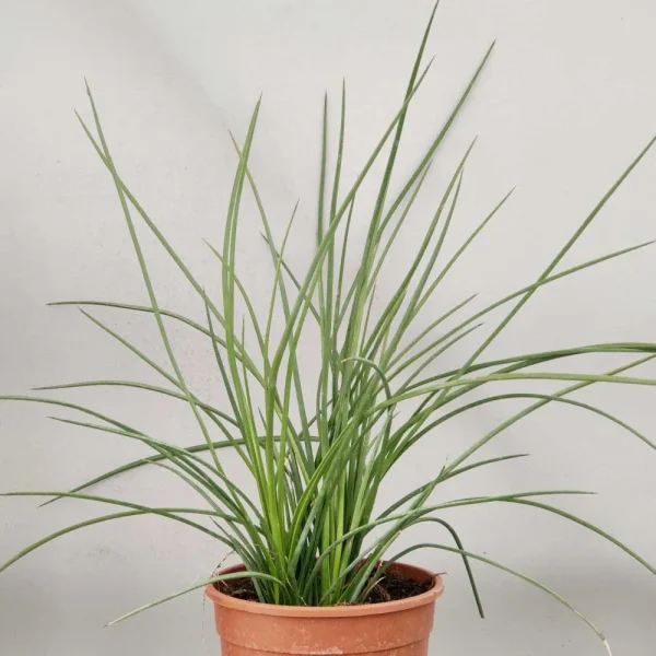 Agave stricta