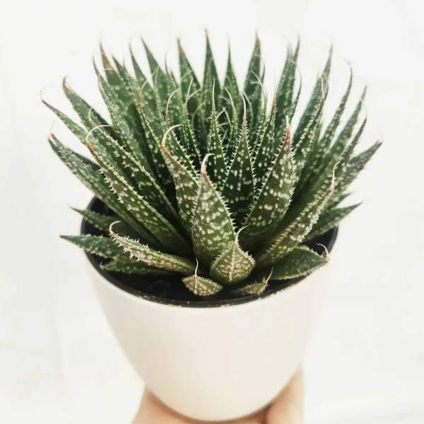 Aloe Aristata