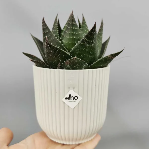 Aloe Cosmo