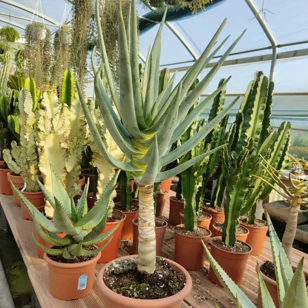 Aloe dichotoma (syn dichotomum)