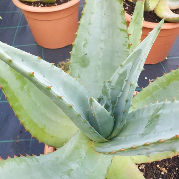 Aloe ferox - immagine 2