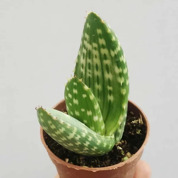 Aloe ‘Jurassic Dino’ - immagine 2