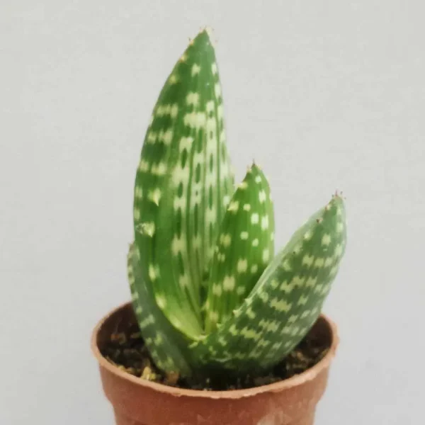 Aloe ‘Jurassic Dino’