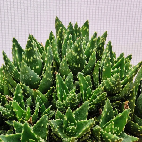 Aloe mitriformis