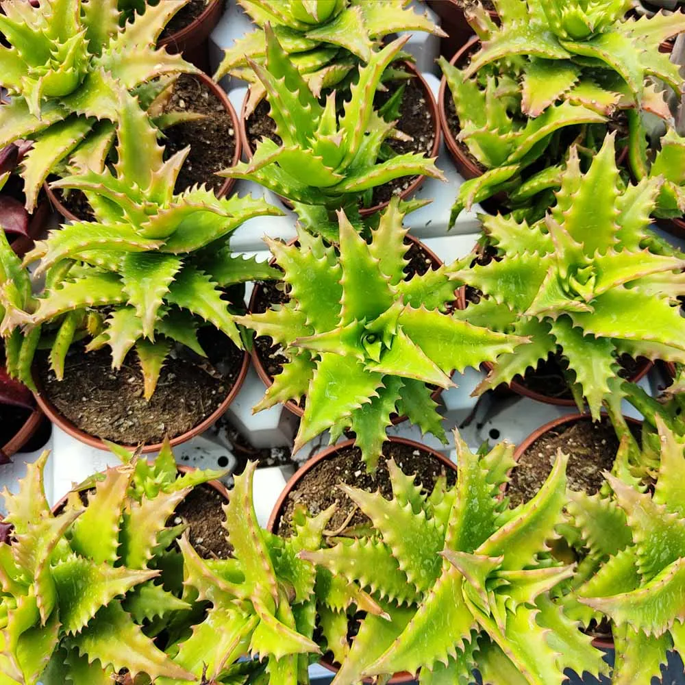 Aloe morogoroensis - immagine 3