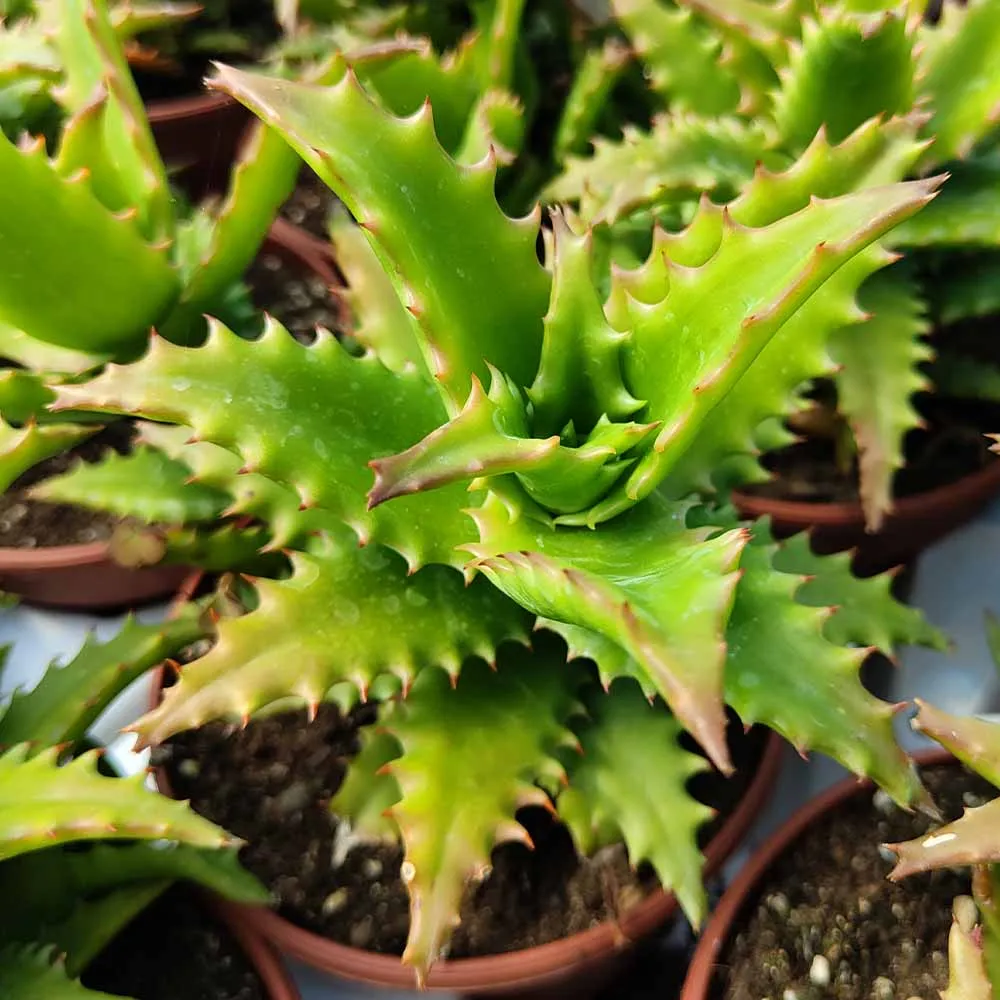 Aloe morogoroensis - immagine 2