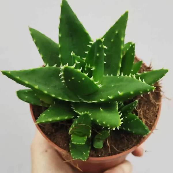 Aloe perfoliata