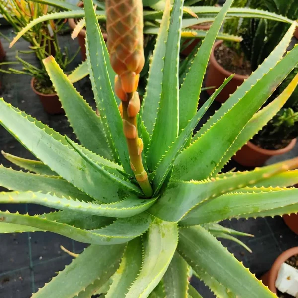 Aloe caesia - immagine 3
