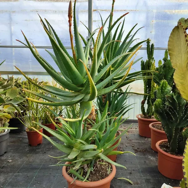 Aloe caesia - immagine 2