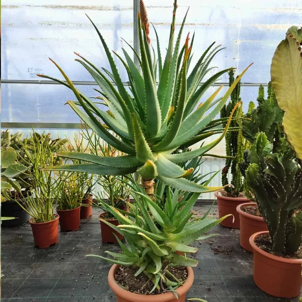 Aloe caesia