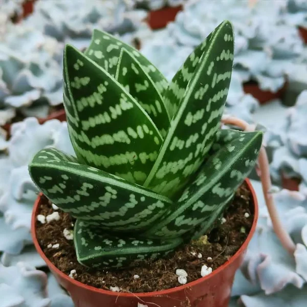 Aloe variegata