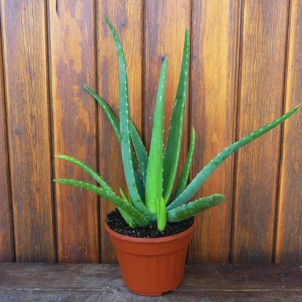 Aloe vera