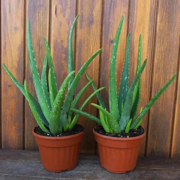 Aloe vera - immagine 2