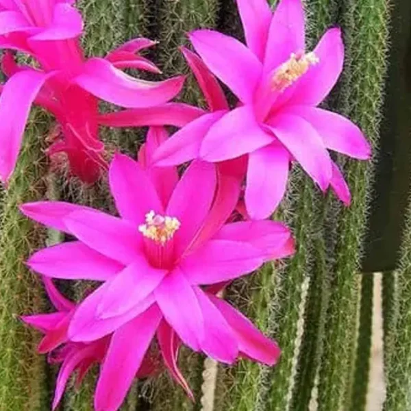 Aporocactus flagelliformis (Coda di topo)