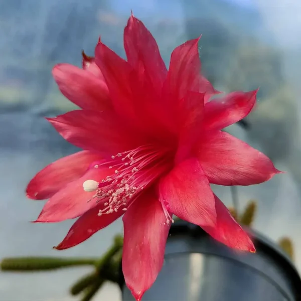 Aporocactus Malisonii