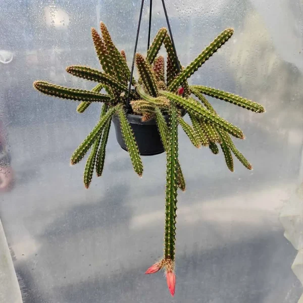 Aporocactus Malisonii - immagine 2